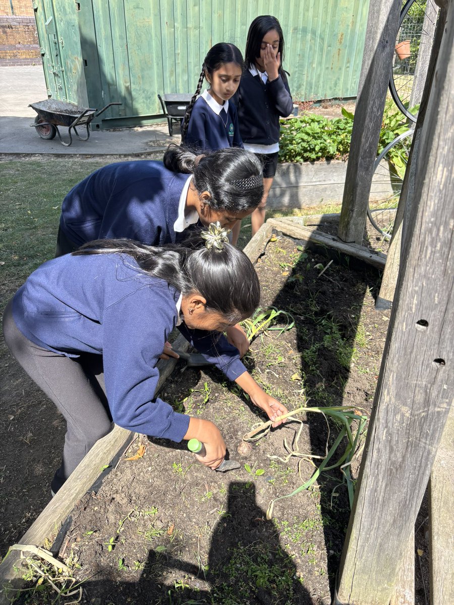 MrsIkram_AMPA's tweet photo. Our Eco helpers loved harvesting our school grown garlic this morning. We then gave it to our kitchen staff who will use it to prepare us scrumptious meals!
🧄 https://t.co/xVZooVjcO5