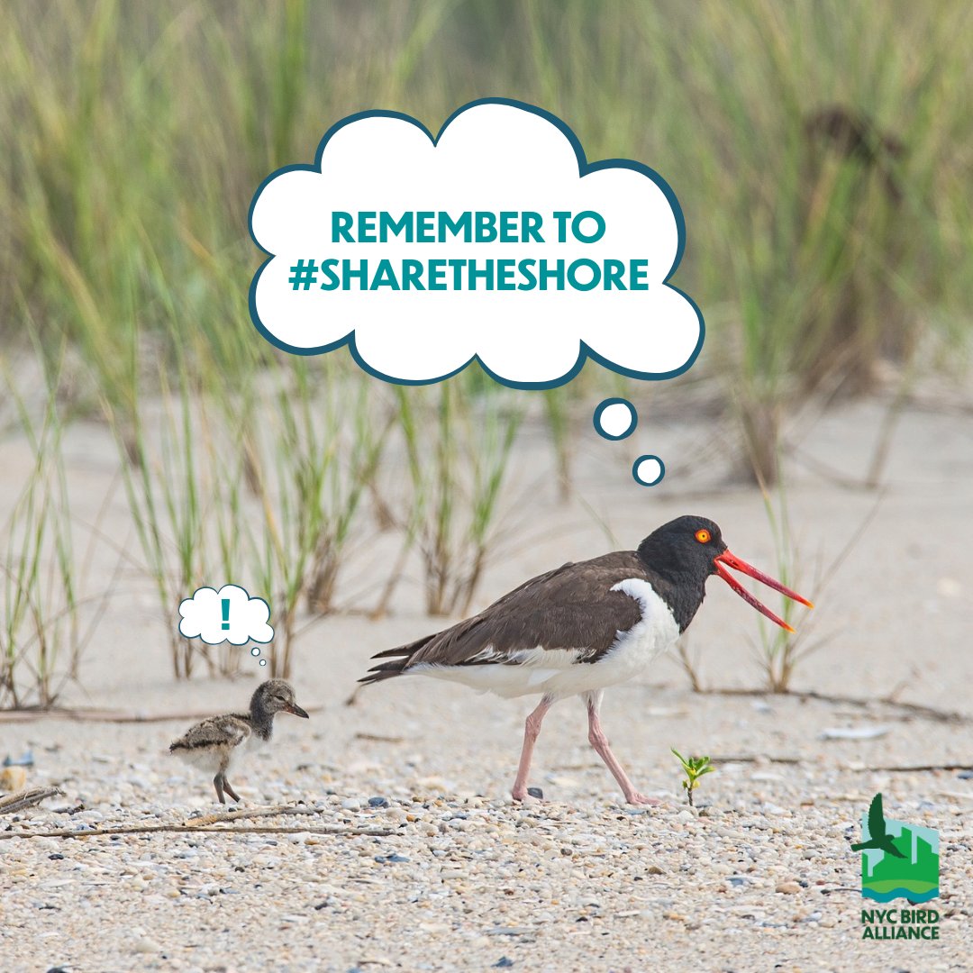 As you #flock to the beaches, remember to #ShareTheShore! 🏖️🩵
👀 Keep eyes open for nests and admire from a distance 
🚫 Stay out of roped-off areas
🪁 Avoid flying kites and throwing balls near nests
🚮 Discard trash to avoid attracting predators