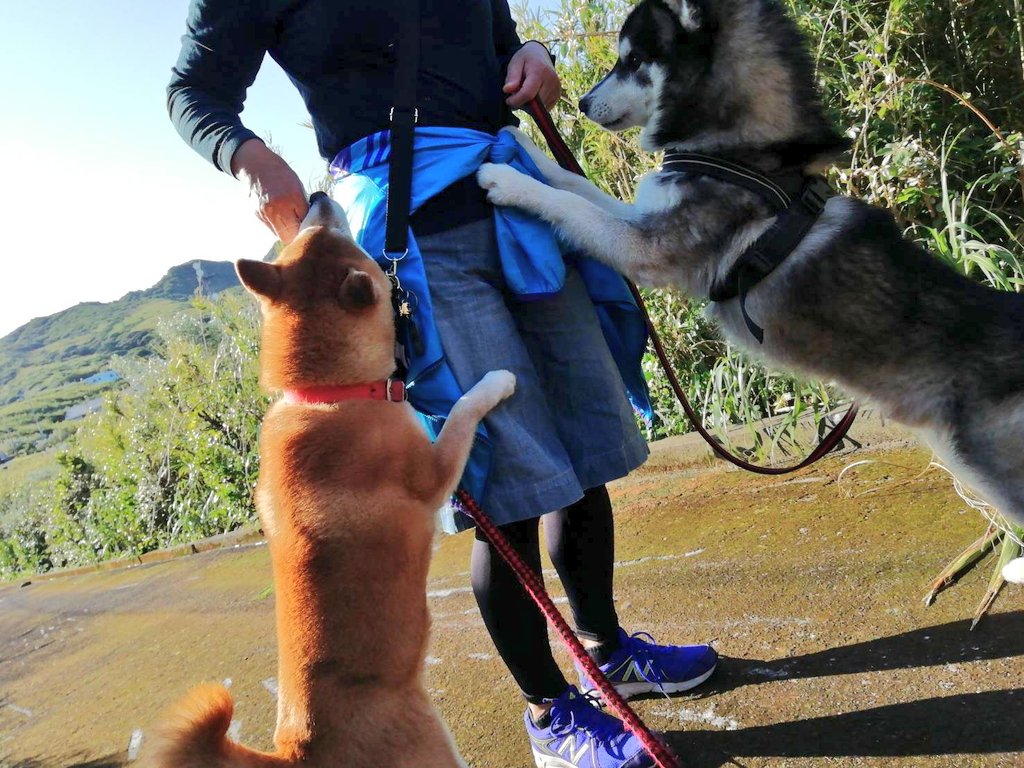 シベリアンハスキー - Search / X