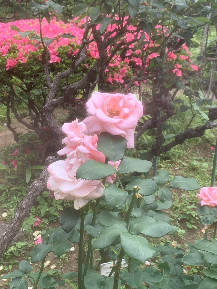 バラ見に行ったんだけどあんまり咲いてなかった😢でも見れて満足ー！！