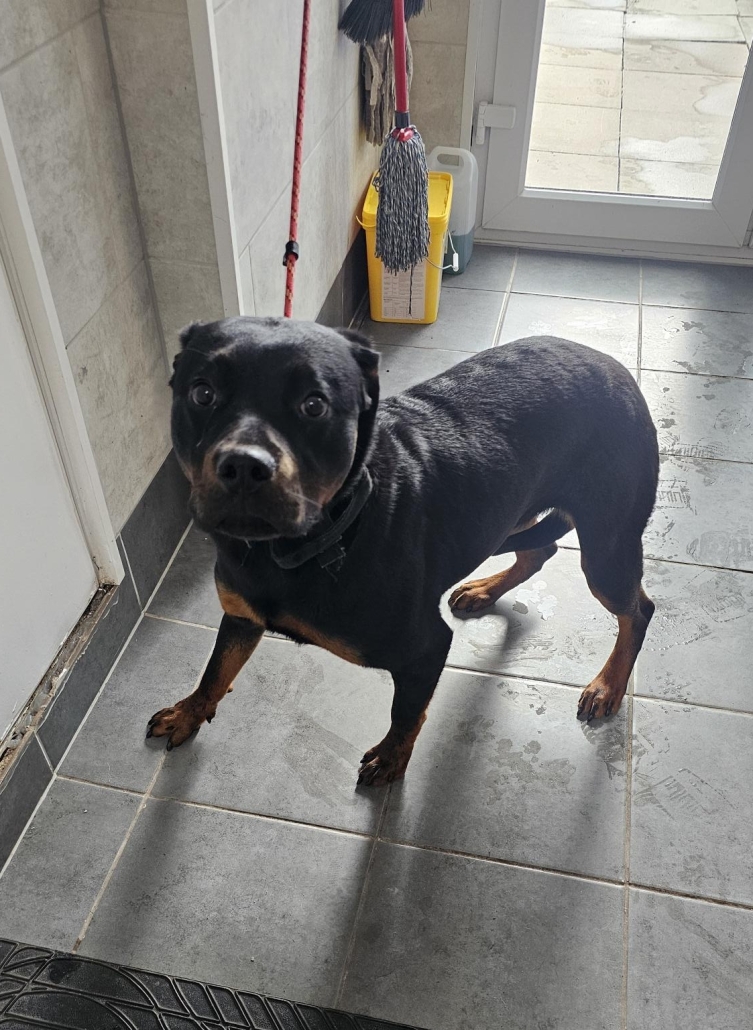 Please retweet to help find a rescue shelter space for this stray/abandoned dog found 22 May 2025 
#Chislehurst #Bromley  #London  #UK  Now in a council pound #England South for 7 days.
At risk of euthanasia ‼️‼️
Female Rottweiler, chip not registered. 
Please share wherever you