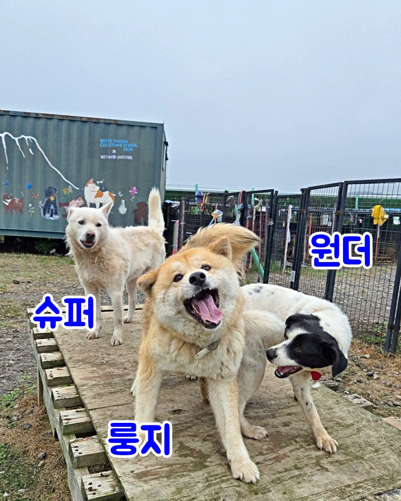 비가 오거나 온 후엔 한림쉼터 땅은 질퍽질퍽해져요. 그래서 애들이 그지 꼴이 되곤하죠.

새로 지을 견사에선 그럴 일이 없어질 거에요. 우선 아이들이 지낼 공간이 건물 내부에 있고 내부와 연결된 개별 마당도 말끔하게 만들어질 예정이기 때문이에요.

더 보기... blog.naver.com/jejefriendscom…