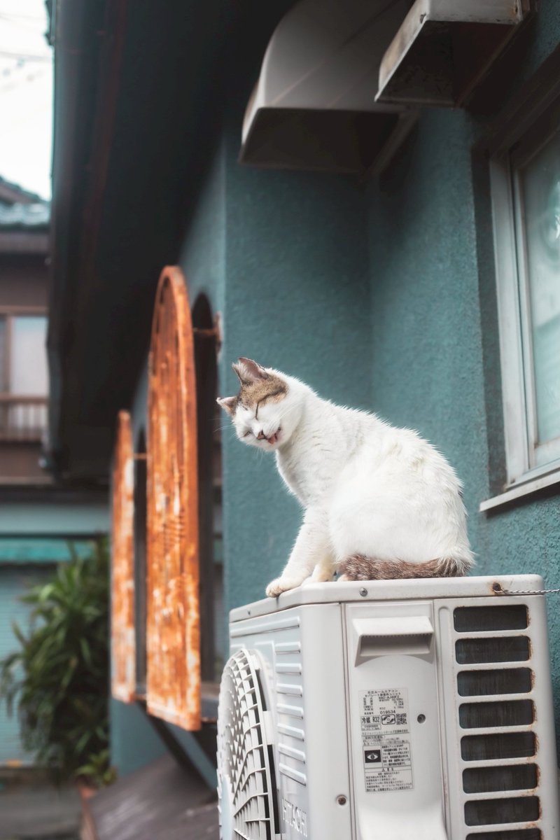 tsureduren0's tweet photo. 旅先で出会った猫さまたち https://t.co/KYi02jV3rK
