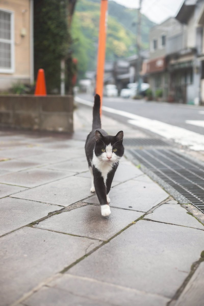 tsureduren0's tweet photo. 旅先で出会った猫さまたち https://t.co/KYi02jV3rK