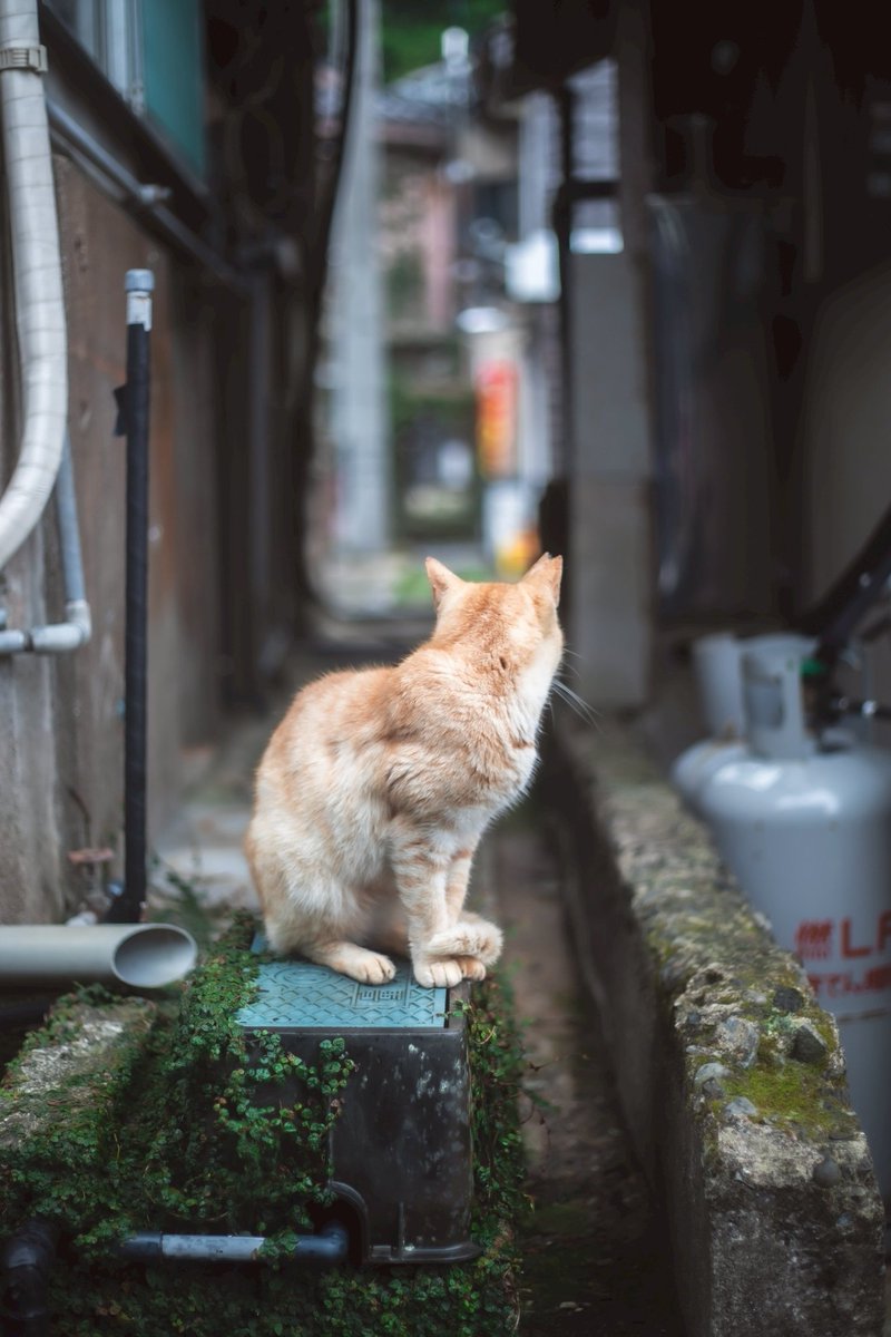 tsureduren0's tweet photo. 旅先で出会った猫さまたち https://t.co/KYi02jV3rK