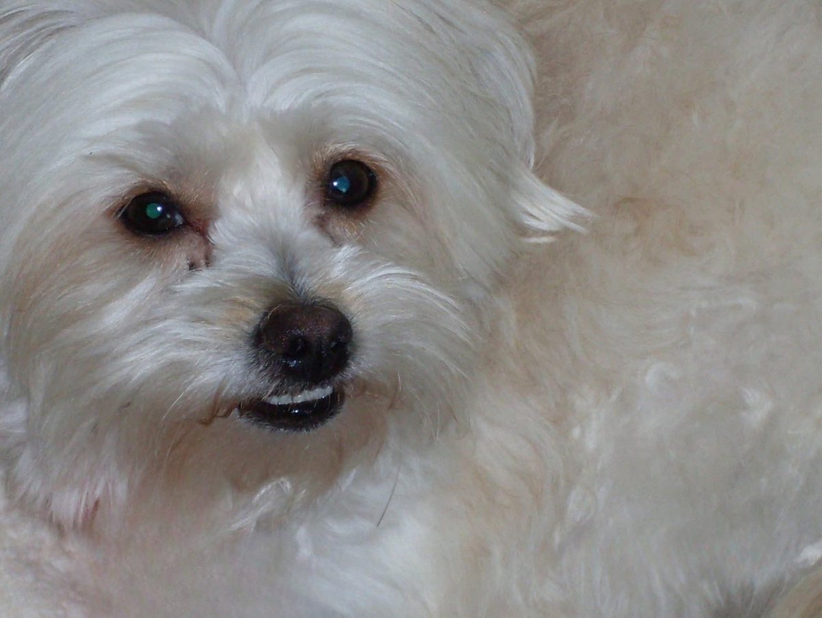 So I haven’t posted in awhile but a lot has happened.Our beloved fur baby Peanut had a seizure and knocked our pc over which I have to save up to get repaired.I could care less about the pc because we had to put him to sleep one day before his 17th birthday because he was