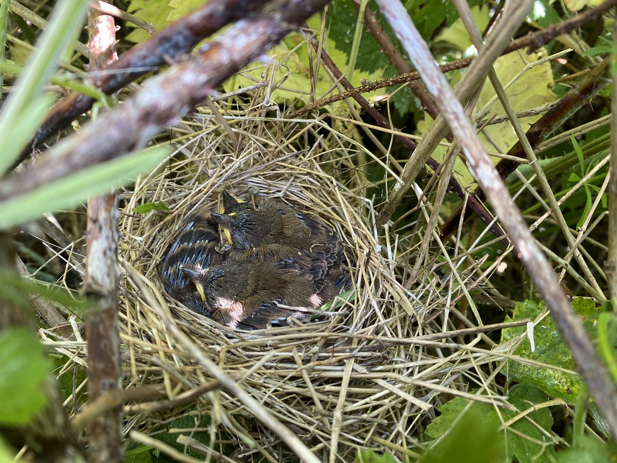 Paul Coombes π· (@paulcoombes844) on Twitter photo Bit of βtappingβ on this mornings walk with Izzy π #CrowlePatch #Lincs
x3 Linnet all c5 π·, Blackbird c5,
Whitethroat 4 young π·,
Woodpigeon c2, Yellowhammer 4 young
#NestRecordScheme <a href="/_BTO/">BTO</a> <a href="/britishbirds/">British Birds</a> <a href="/paulasykes1971/">Paula Shipley</a> <a href="/MylesRadford/">Myles Radford</a>
22 May 2025 Bit of βtappingβ on this mornings walk with Izzy π #CrowlePatch #Lincs
x3 Linnet all c5 π·, Blackbird c5,
Whitethroat 4 young π·,
Woodpigeon c2, Yellowhammer 4 young
#NestRecordScheme <a href="/_BTO/">BTO</a> <a href="/britishbirds/">British Birds</a> <a href="/paulasykes1971/">Paula Shipley</a> <a href="/MylesRadford/">Myles Radford</a>
22 May 2025