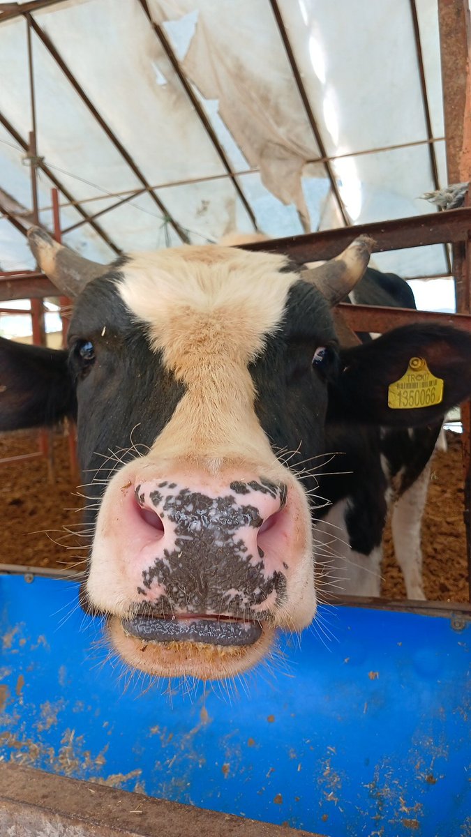 Sultanaksy000's tweet photo. Oyy seni yerimmm😍🐮 https://t.co/v3txax30Mo