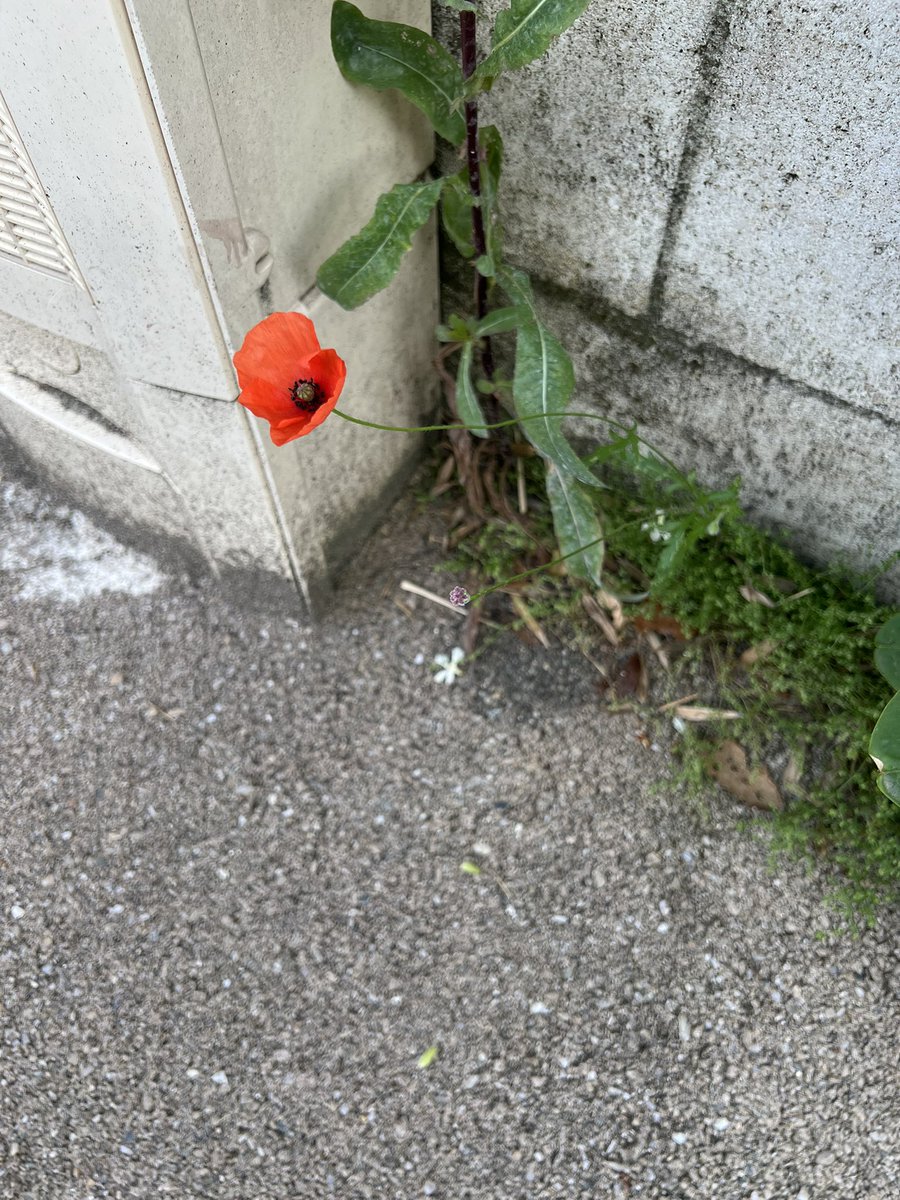 Hinata Shouyou from the concrete