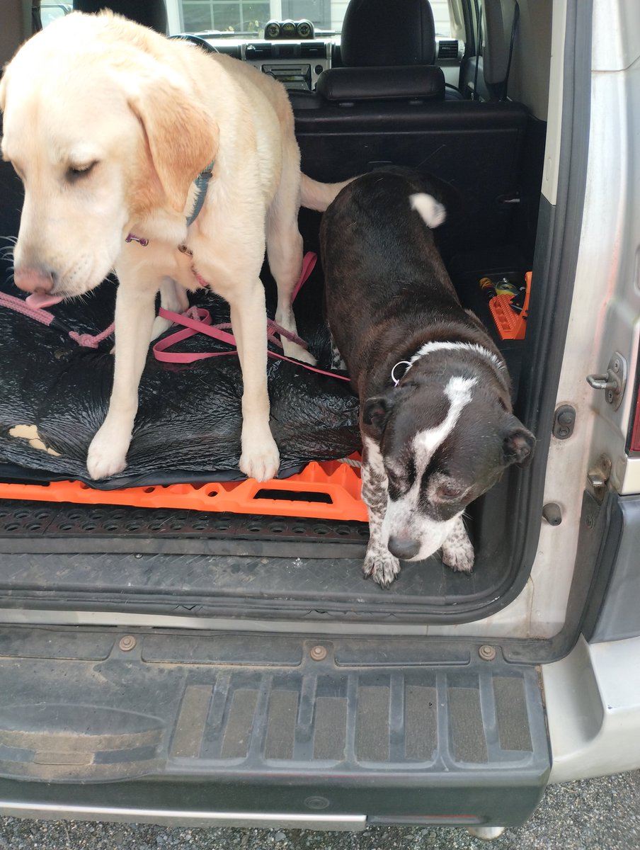 afcbsupporter's tweet image. My other 2 girls had a hair appointment today, @burningdaylightkennel followed by a little snack from McD&apos;s. I do love the Ag Reserve.