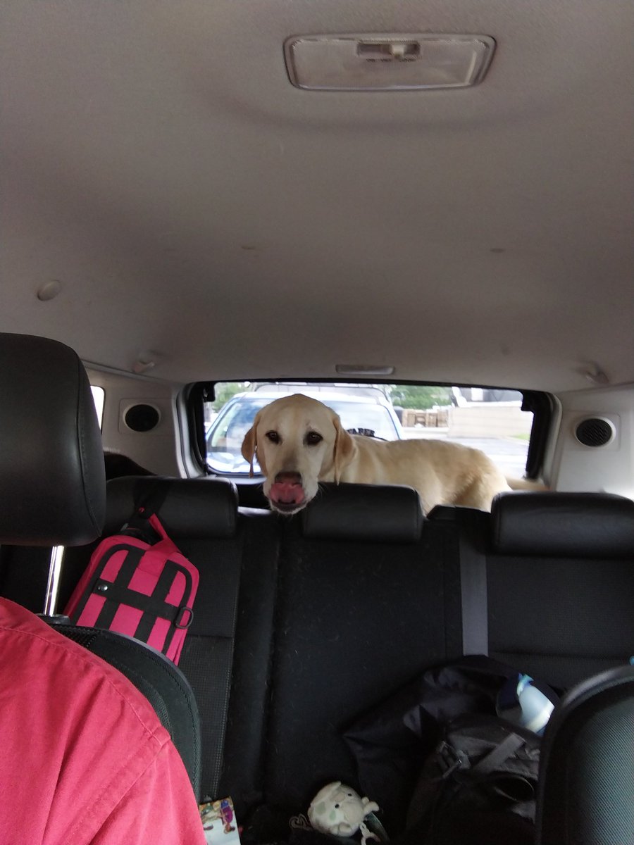 afcbsupporter's tweet image. My other 2 girls had a hair appointment today, @burningdaylightkennel followed by a little snack from McD&apos;s. I do love the Ag Reserve.
