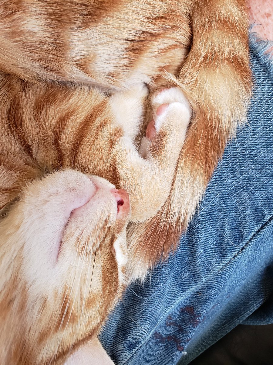 CassieJFox's tweet photo. #FelineFriday Our orange boy tabby mix "Pachabel" folds himself up, gets his laptime in during coffee &amp; reading hour. ☕ 📖 📕 🐈 😻 ❤  #OrangeTabbyCats #OrientalMix #CatsOfX #SouthernBelleFelines 🔔 #Meowdel #GingerCats #LapCats #Reading #MorningCoffee  #WhitmireSC https://t.co/aJRcxqcbEw