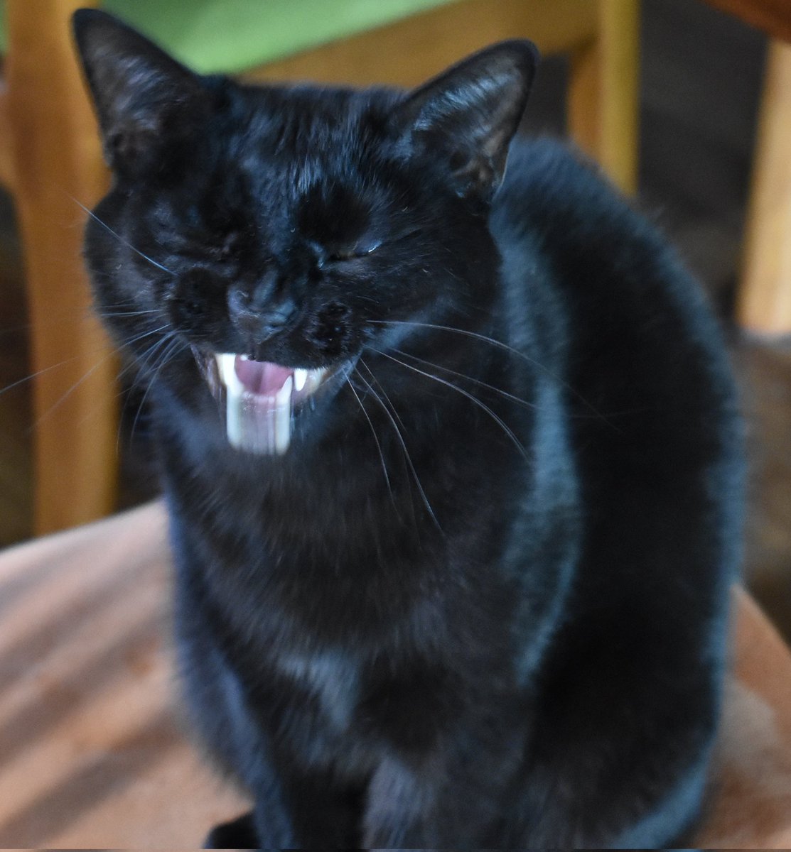 _WaBee_'s tweet photo. I also just realised I never told yall this, but back in December we had to put my little goober down, and yall didn't know him well but you knew him so I believe it's important to tell yall, im ok, of corse sad still, but ok, it was his time, he was the best lil bastard man <3 https://t.co/TbL4LnzaEW