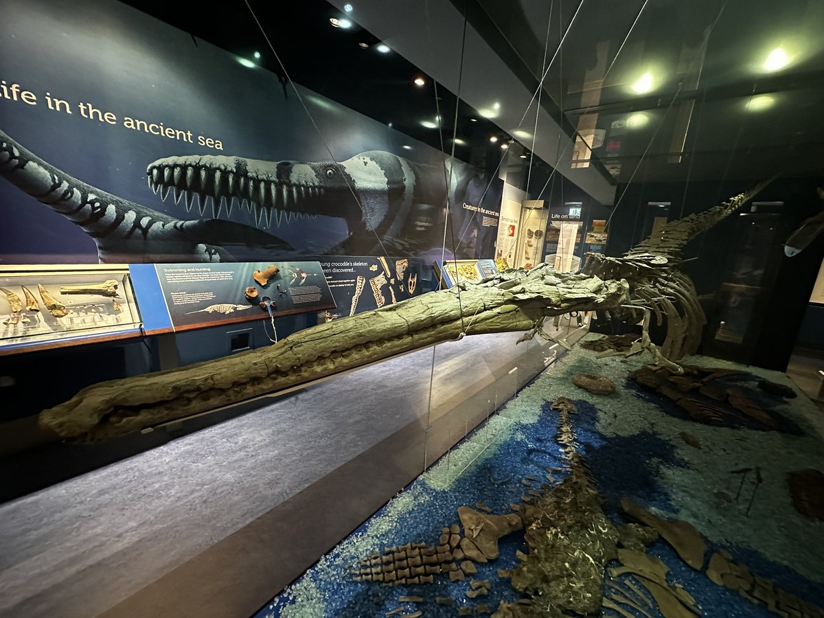 HoudzGeorge's tweet image. I’ve spent the last 2 weeks studying Neosteneosaurus, a relative of crocodilians that once lived in the seas of the Middle Jurassic, and is now on display at the Peterborough Museum & Art Gallery
#FossilFriday