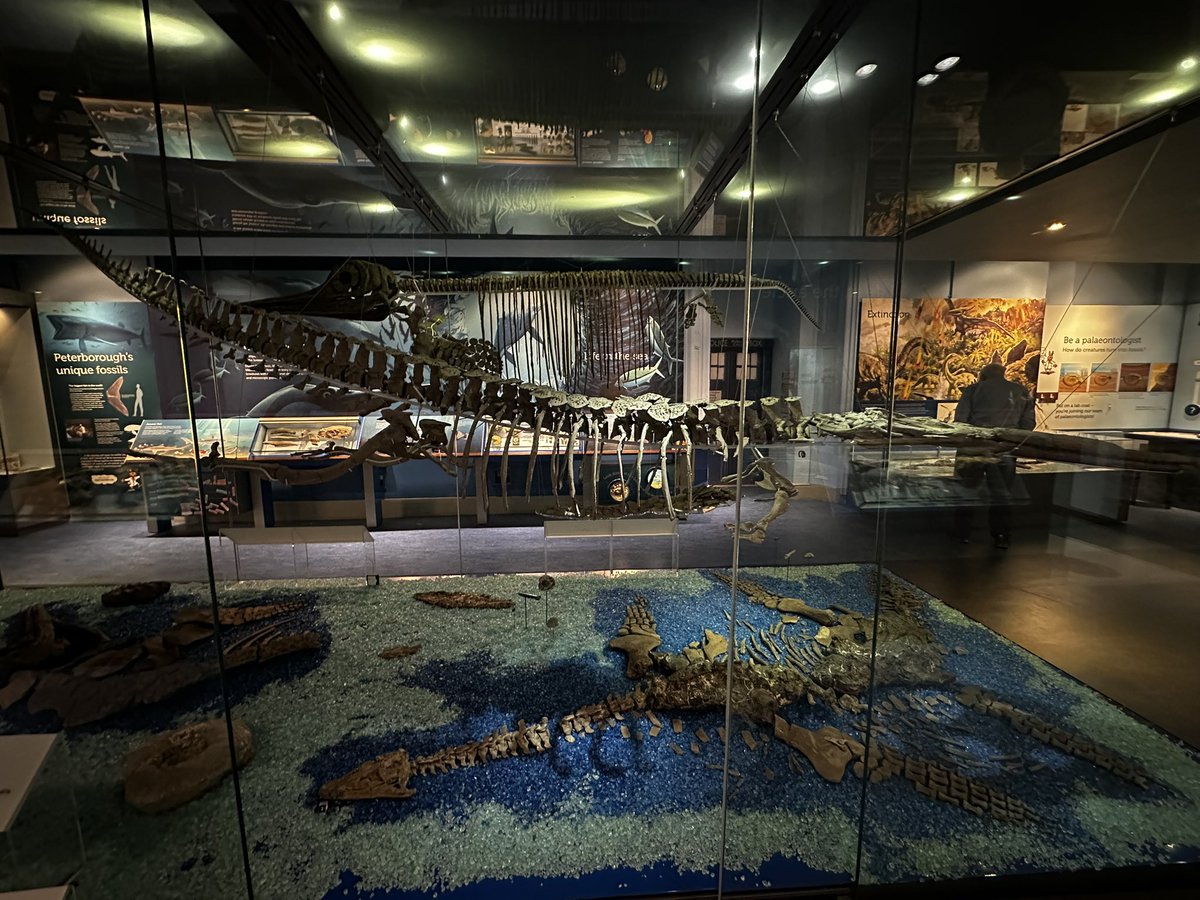 HoudzGeorge's tweet image. I’ve spent the last 2 weeks studying Neosteneosaurus, a relative of crocodilians that once lived in the seas of the Middle Jurassic, and is now on display at the Peterborough Museum & Art Gallery
#FossilFriday