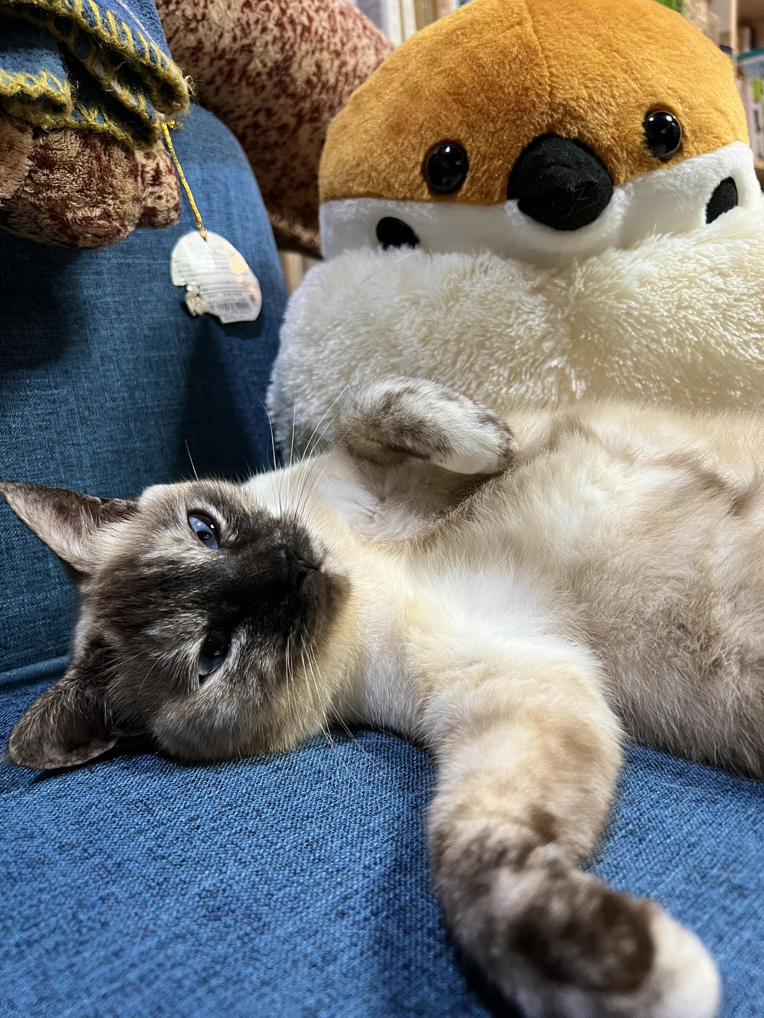 永尾まる 猫絵十兵衛御伽草紙二十五巻 発売中！よろです