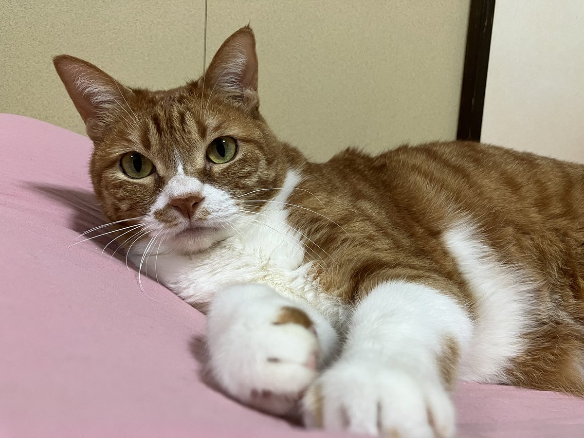 mayuoo's tweet photo. ランさん10歳おめでとう🐈
からだが丈夫になりますように。長生きしてくれますように。毎日最高にごきげんなランさん、ありがとうございます。 https://t.co/oIIWFAj3Ox