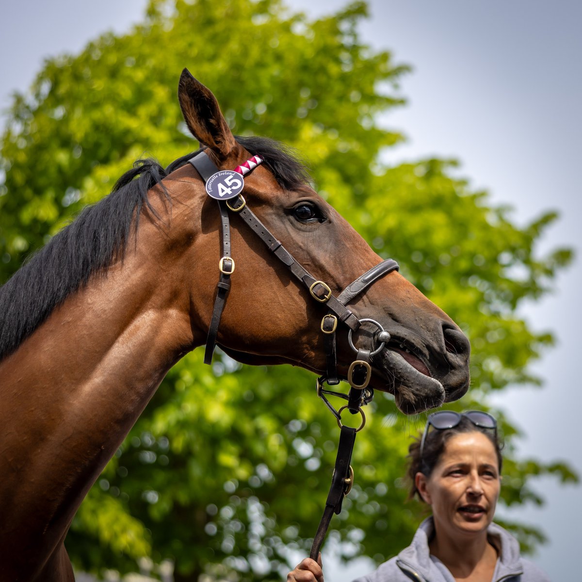 Tattersalls Ireland (@tattersalls_ie) on Twitter photo 🔝 A daughter of Street Sense is the top priced lot as Richard Brown from <a href="/BlandfordBldstk/">Blandford Bloodstock</a> wins the battle to secure her.
💬 Brown said: "She is a gorgeous, big, scopey filly. She did a lovely breeze, and the style of the breeze and the way she galloped out was so impressive." 🔝 A daughter of Street Sense is the top priced lot as Richard Brown from <a href="/BlandfordBldstk/">Blandford Bloodstock</a> wins the battle to secure her.
💬 Brown said: "She is a gorgeous, big, scopey filly. She did a lovely breeze, and the style of the breeze and the way she galloped out was so impressive."