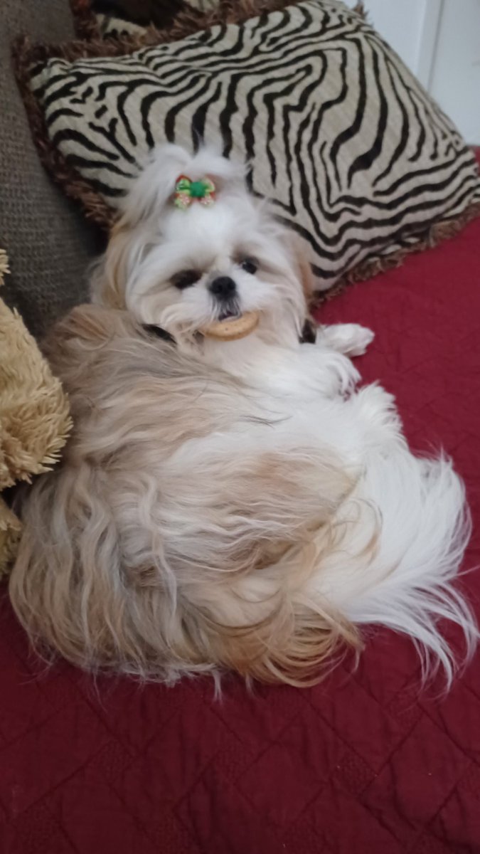 Mommy yuz haz coffee ☕️ me haz poohkie. Now leavez me alone to eatz it. #ZSHQ #DOGS #dogday #dogsofX #DogMom #dogsoftwitter #Shihtzu #FridayVibes #MorningVibe