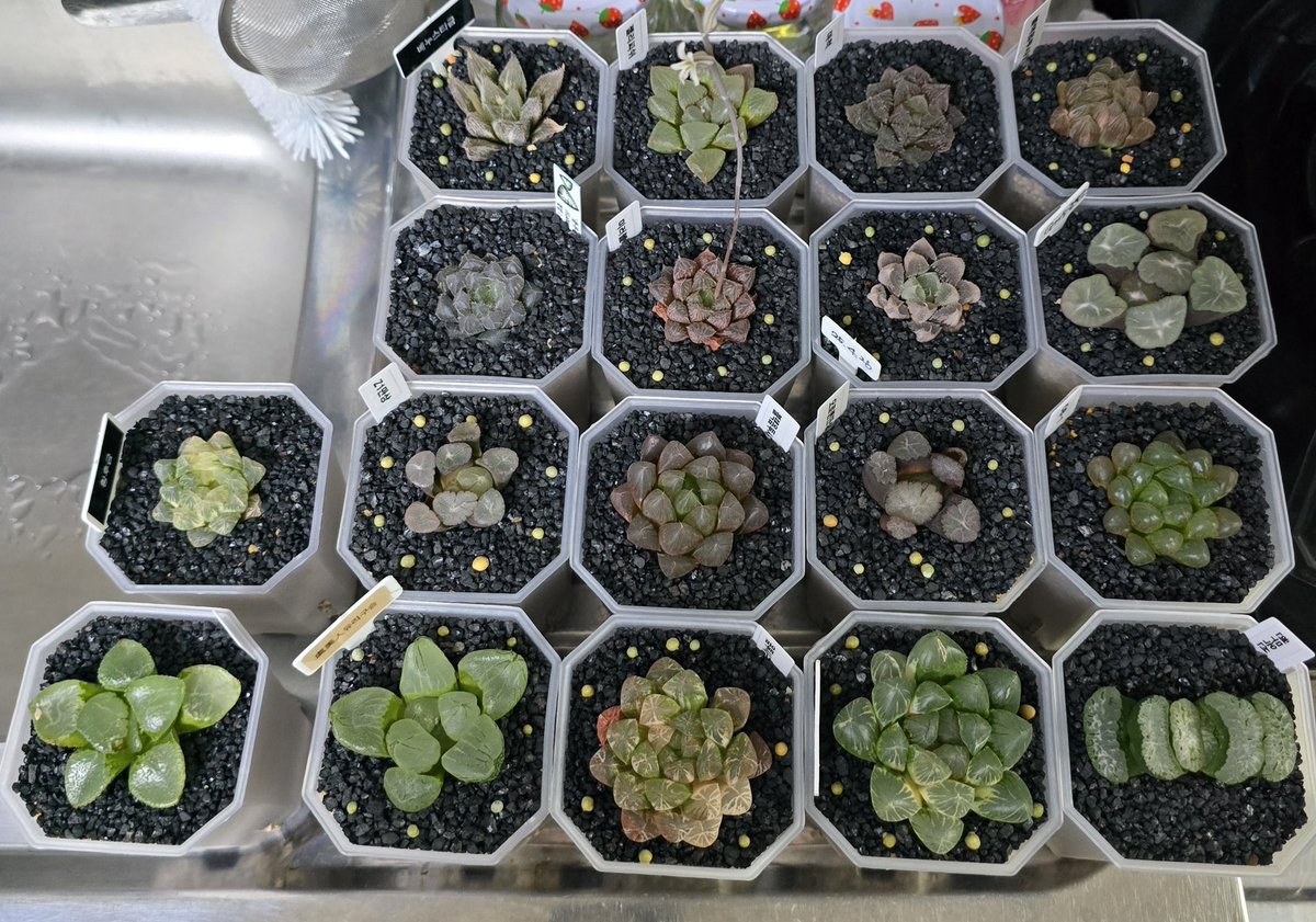 아..방금 물 다 줬는데 비오네..