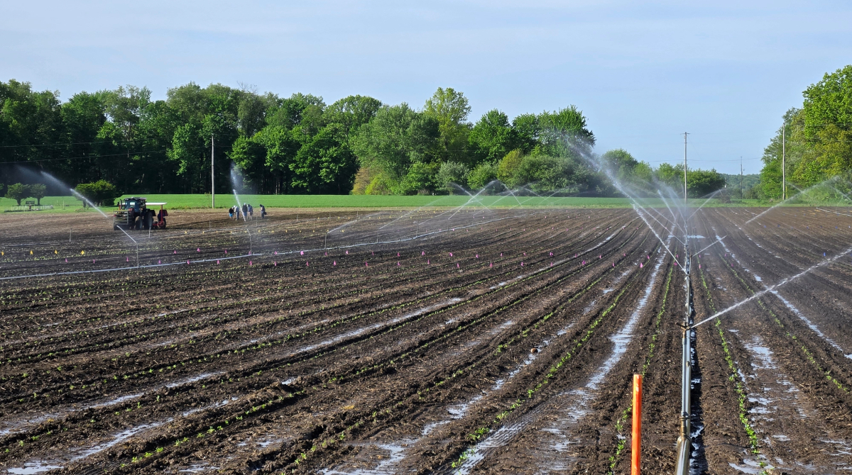 ErnstSeeds's tweet photo. We've been busy transplanting plugs from our greenhouses into the production fields. This week, Licorice Scented Goldenrod, Early Goldenrod, Hairy Beardtongue, &amp; Appalachian Beardtongue were planted. 
#ernstseeds #nativeseeds #nativeplants #planting #planttransplant #transplanter https://t.co/8RWNyo8Pvb