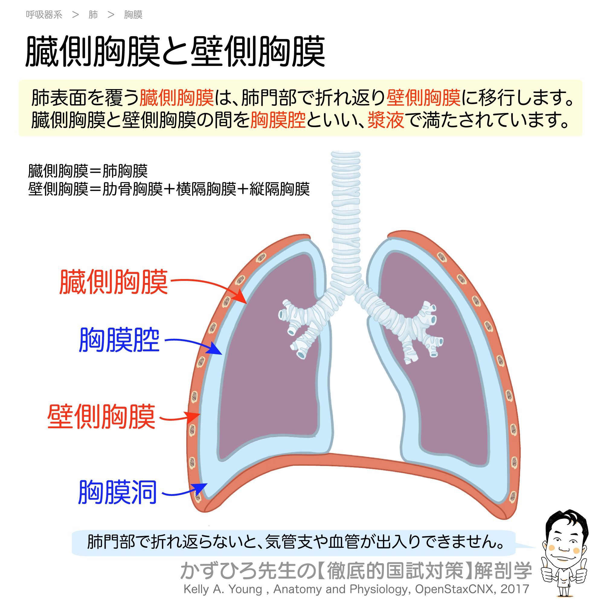 黒澤一弘（かずひろ）解剖学IT教育・指圧師・ラダック on X