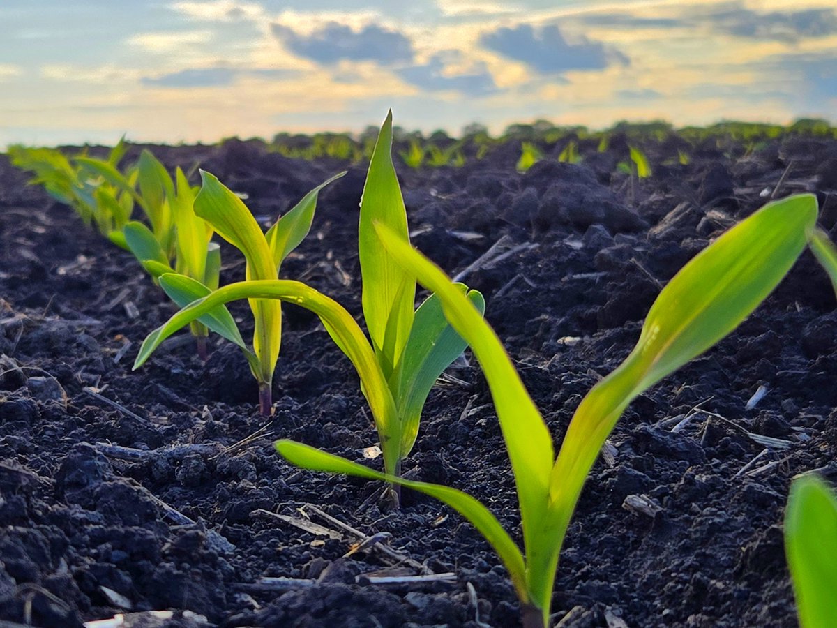 pioneerproud95's tweet image. @PioneerSeeds 
#PIONEERSTRONG 🇺🇲🌽💪
#AMERICANSINCE1926 🇺🇲🌽🇺🇲
#PlantPioneer