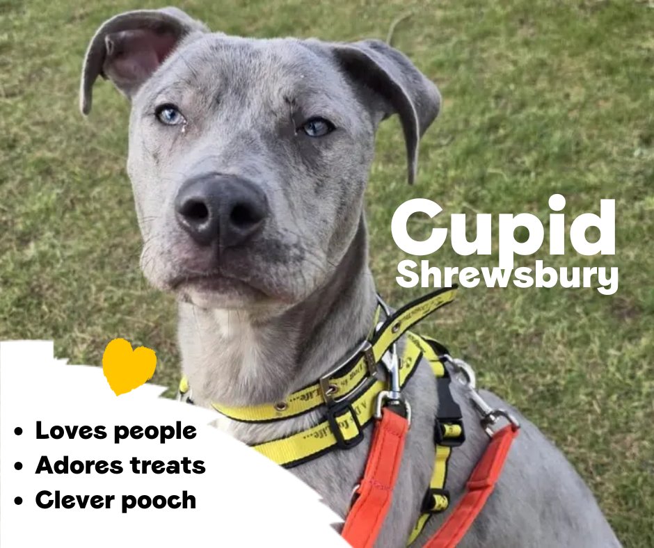 Dogs Trust 💛🐶 tweet media