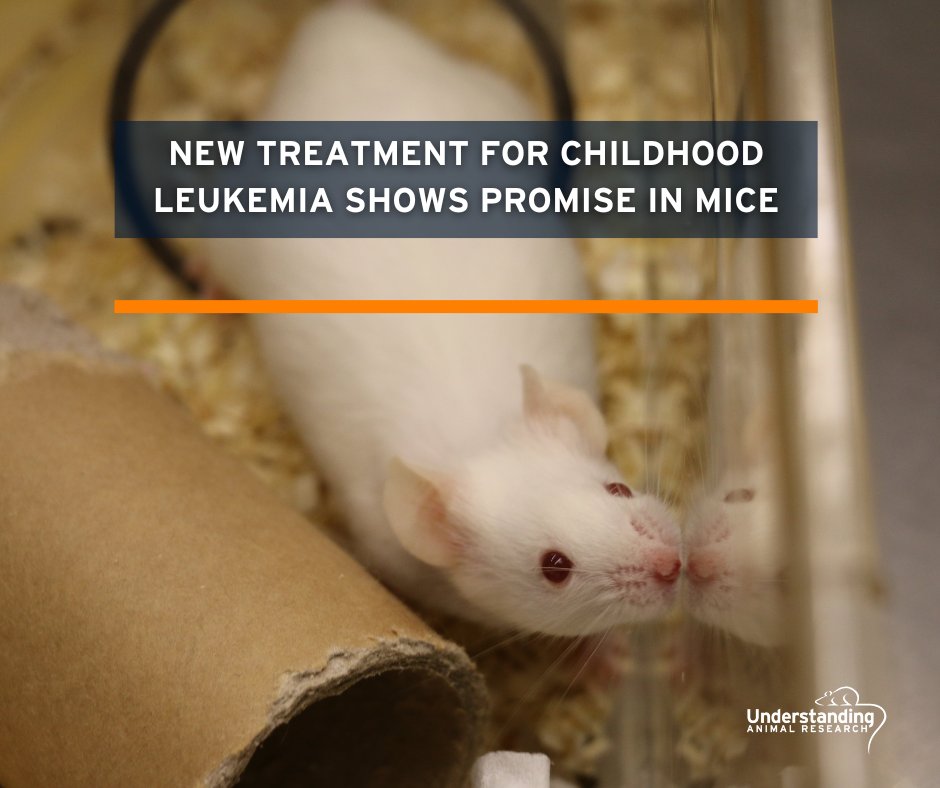 Cambridge University researchers have developed a new therapy against B-cell acute lymphoblastic #leukaemia, the commonest #cancer in childhood, with the potential to be less toxic than current treatment and to be effective in all age groups. 
#AnimalResearch #AnimalTesting
