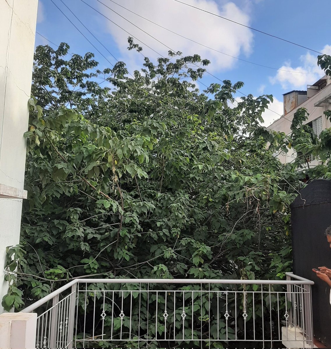 cobblerdirty's tweet photo. This tree growing behind a streetlight pole is a nightmare. We are not allowed to trim or cut them but they cut off sunlight for our building, stretches close to houses + risk touching the electric pole during rains. @aranya_kfd, in Ward 9. NTI layout,560097. Help? https://t.co/2PmoIU1d6A