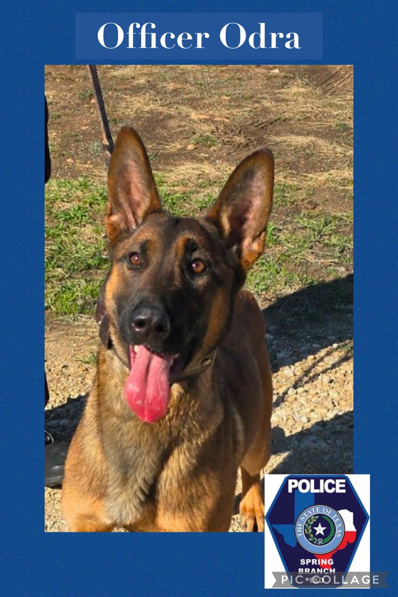 Let’s welcome to our SBISD family our newest K-9 Officer Odra!!