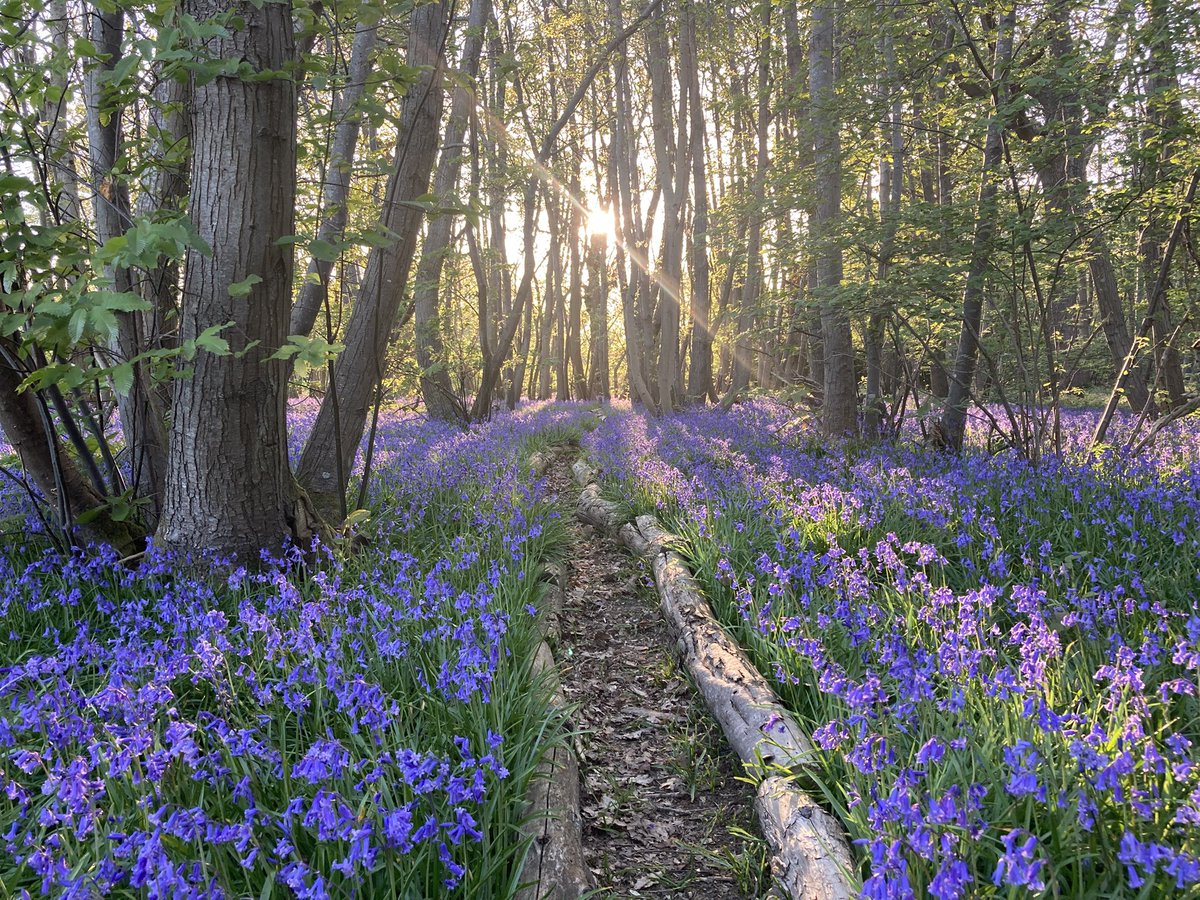 The same view three weeks apart. Almost all our bluebells are going to seed now

The beauty has converted into the practicality of reproduction

Up to 15 million seeds are in the process of becoming viable &amp; in a few week the pods will open &amp; the wind will scatter them