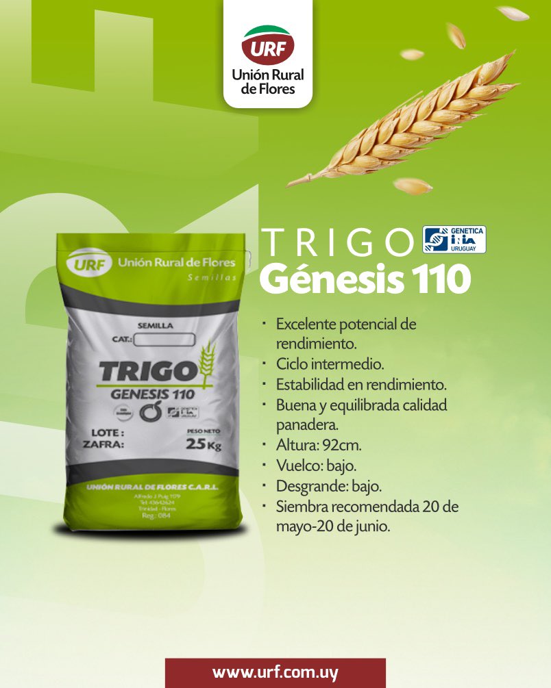 🌾 𝗧𝗥𝗜𝗚𝗢 𝗚𝗘́𝗡𝗘𝗦𝗜𝗦 𝟭𝟭𝟬
Un material con excelente potencial y estabilidad de rendimiento, ideal para quienes buscan calidad panadera y seguridad en el campo.
👉 Ciclo intermedio, bajo vuelco y desgrane, y siembra recomendada entre el 20 de mayo y el 20 de junio.