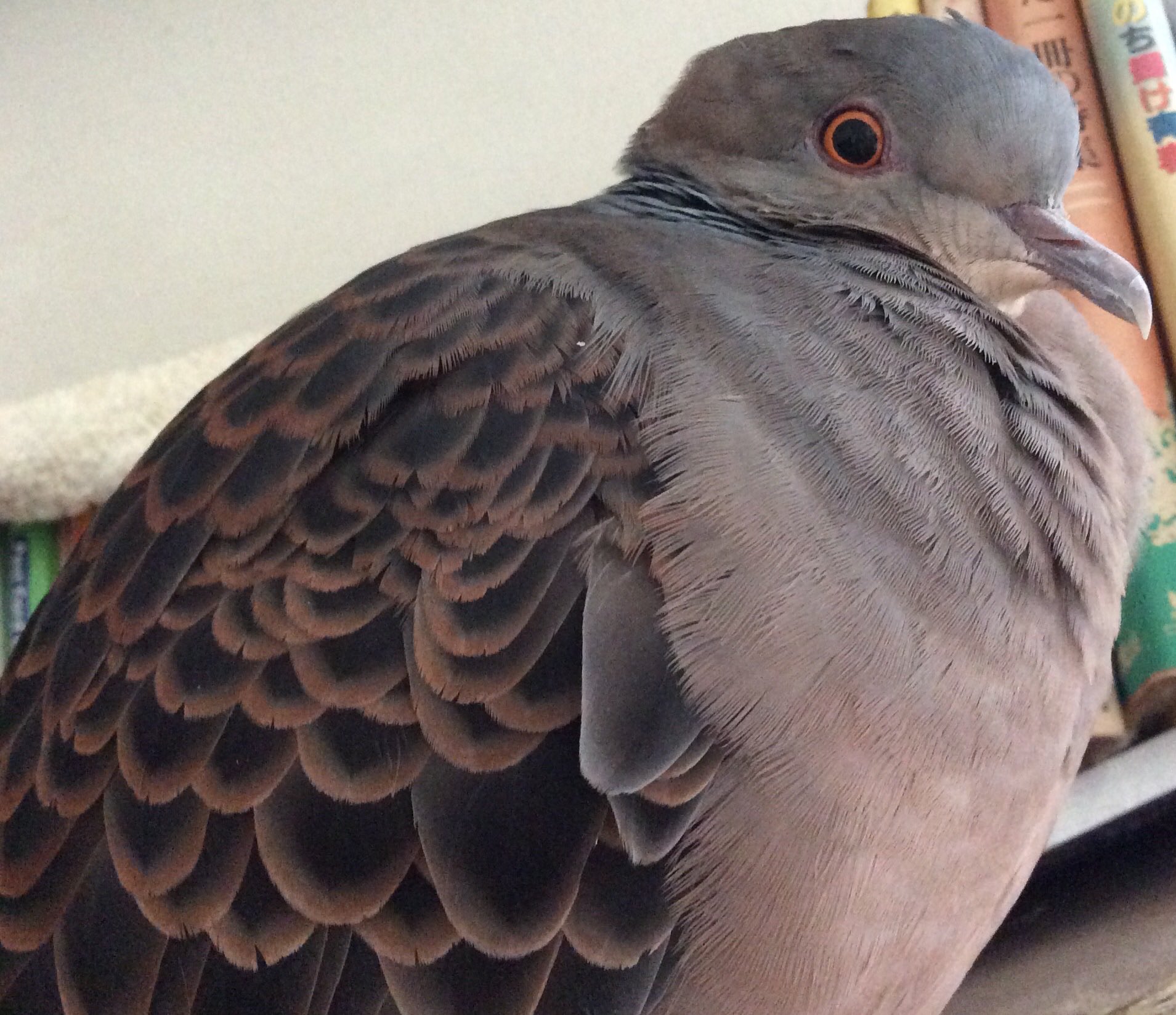 鳩です 25 3 27（木）鳥の状態は良さそうです - YouTube