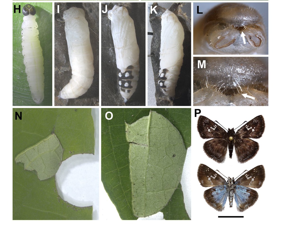 Siewert R,  &amp; Freitas A.V.L (2025). Morphology, natural history of the immature stages and larval shelter behavior of the Neotropical skipper Quadrus cerialis (Lepidoptera: Hesperiidae: Pyrginae). TROP. LEPID. RES., 35(1): 39-42

👉🦋journals.flvc.org/troplep/articl…