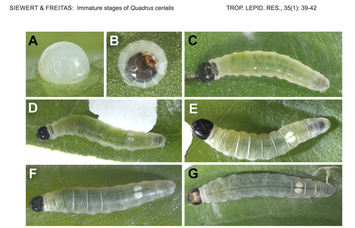 TropLepATL's tweet image. Siewert R,  &amp;amp; Freitas A.V.L (2025). Morphology, natural history of the immature stages and larval shelter behavior of the Neotropical skipper Quadrus cerialis (Lepidoptera: Hesperiidae: Pyrginae). TROP. LEPID. RES., 35(1): 39-42

👉🦋journals.flvc.org/troplep/articl…