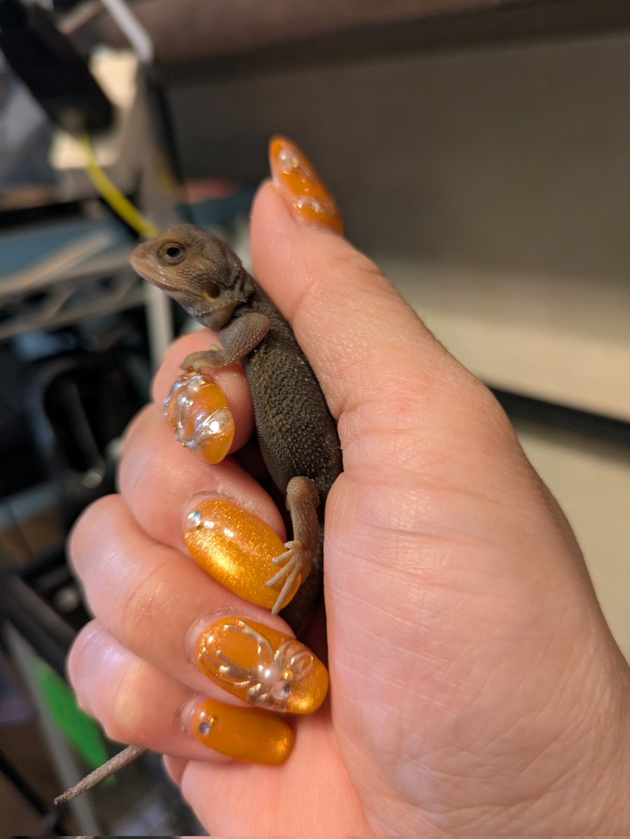 ReptilesYuki's tweet photo. ウイットブリッツ

#Happy_Reptiles_Yuki https://t.co/7uokT9lh2S