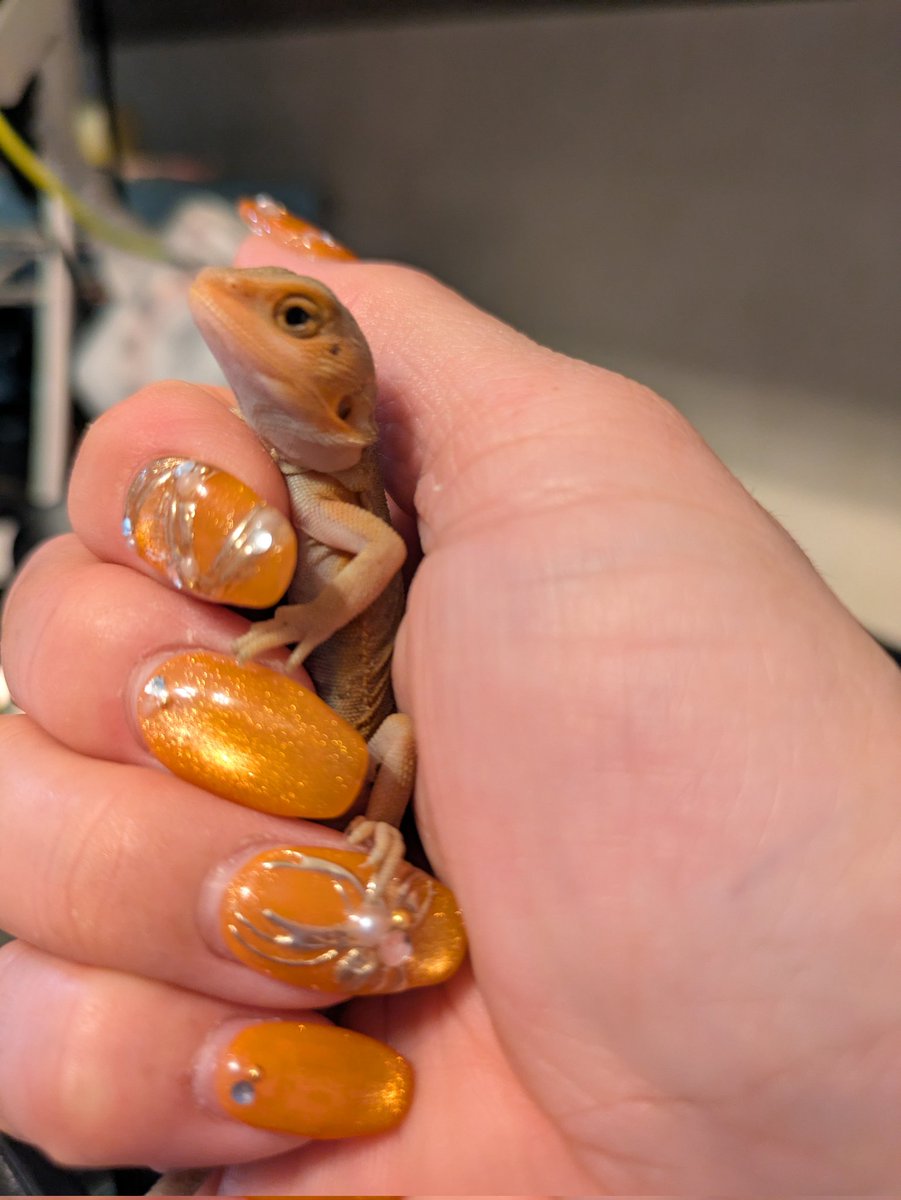 ウイットブリッツ

#Happy_Reptiles_Yuki