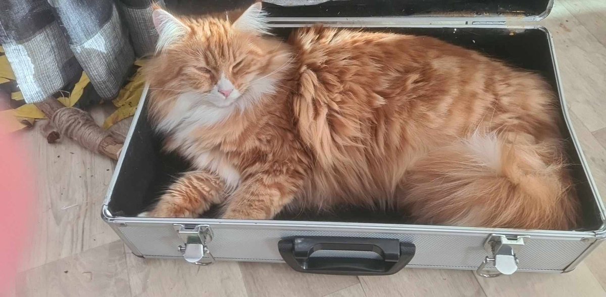 bonrex's tweet photo. @samtarrr @peace_141984 Thank you. She is part Maine Moon Cat the other I really don't know, maybe just a regular cat. Here is how she looks today https://t.co/ErAZTtkpSx