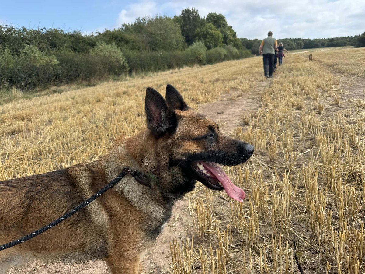 Logan is 4yrs old and he can live with older kids, Logan did have a spell in a home where he did over bond with one person so he will need a home that had exp of this issue please 
#dogs #germanshepherd #Notts 
gsrelite.co.uk/logan-9/