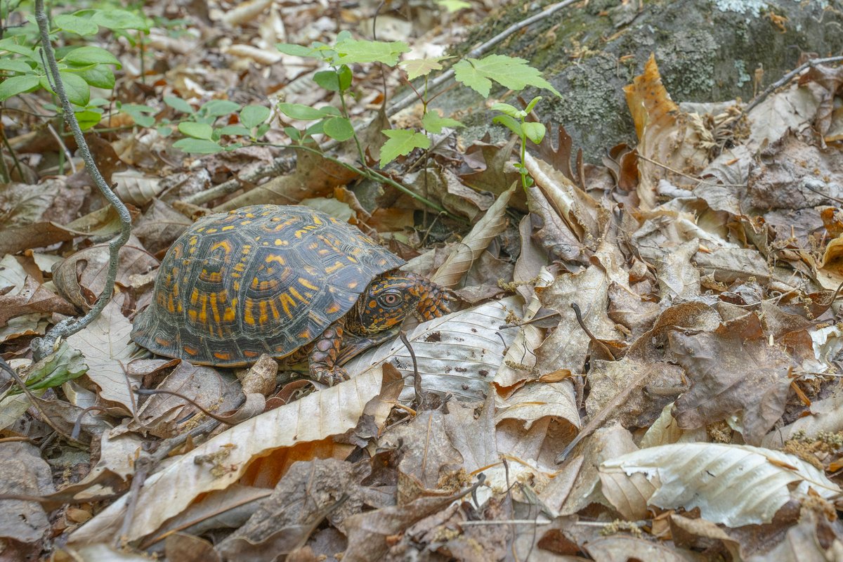 Find the turtle! 🐢🔍

Here's an obligatory fun fact for #WorldTurtleDay: Did you know eastern box turtles (Terrapene carolina carolina) stay within a territory of about an acre? It's important to never move box turtles (unless helping them cross a road)!