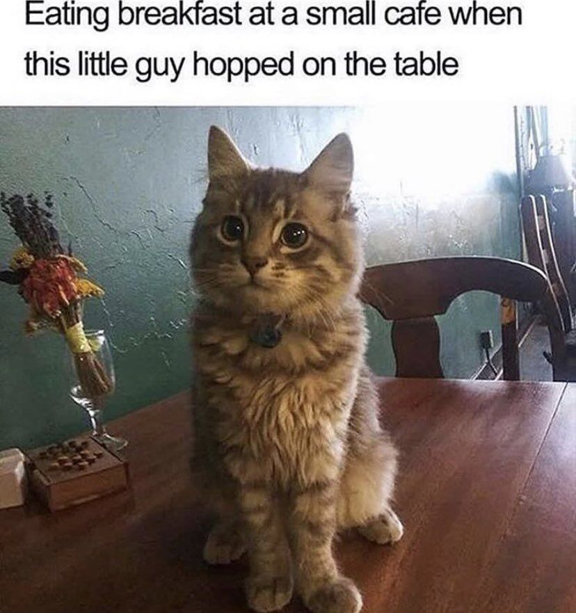 WholesomeMemes (@wholesomememe) on Twitter photo 