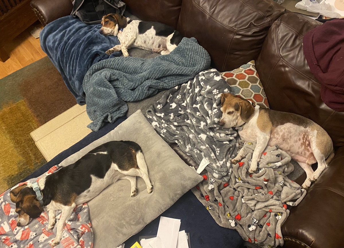 beaglefacts's tweet photo. A scattering of #beagles can make any house feel like a home. #beaglefacts

📷 @ExSci_SprtAdSIU / Twitter https://t.co/mTa47mv1vc