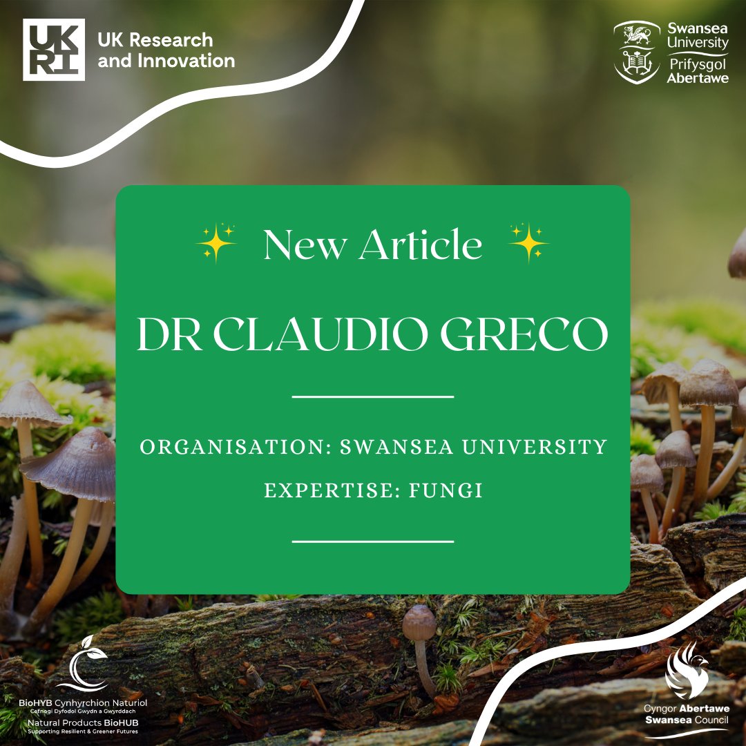 SwanseaBioHUB's tweet image. Meet Dr Claudio Greco 🍄

We sat down with Claudio to discuss his fascinating research on fungi—often underestimated yet vital organisms in our ecosystem.

Increase your #fungal knowledge and read more &amp;gt;&amp;gt; bit.ly/4duCiX3

@SwanseaUni

#NaturalProducts #Fungi #Swansea