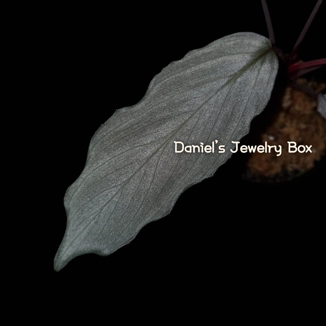 wavy,fuzzy,pearl

#homalomena #ホマロメナ