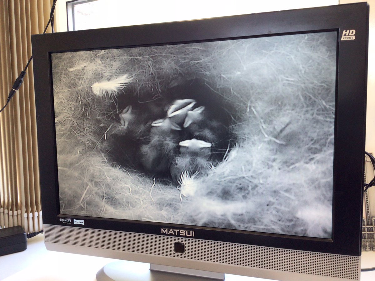 Crathie_School's tweet photo. Weβve been enjoying looking at the life cycle changes happening with caterpillars, stick insects and blue tit chicks. #insectlore #ecoschools https://t.co/OZcVANQXRv