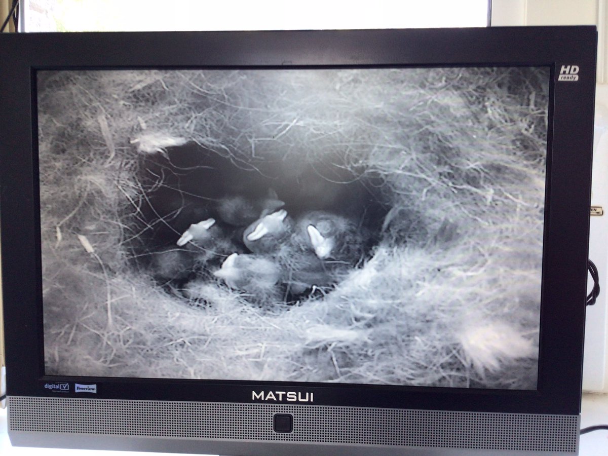 We’ve been enjoying looking at the life cycle changes happening with caterpillars, stick insects and blue tit chicks. #insectlore #ecoschools