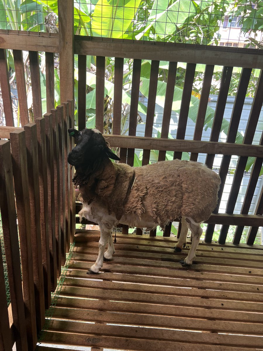 gina0507's tweet photo. BUKIT GASING - DIMSUM - LADANG

What a nice day but so tired

and sick nowwww🥺
还好有退热贴 
Is time to go to bed https://t.co/QzGdwMOqfM