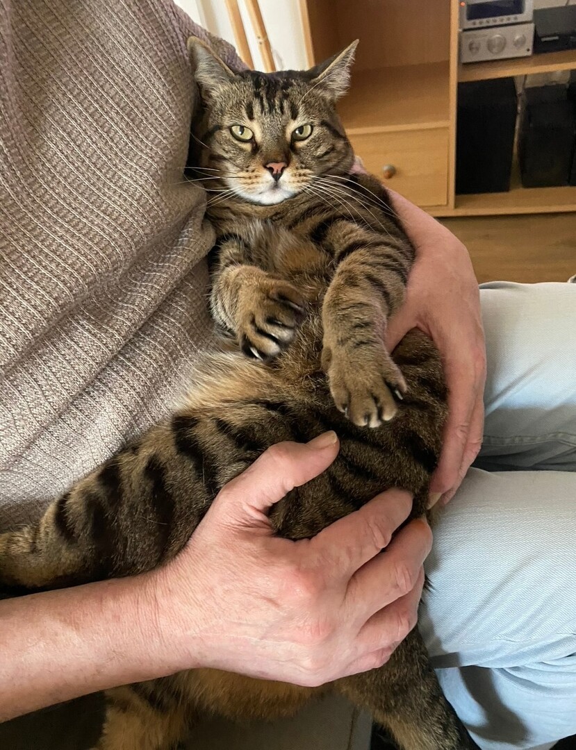 🟠 🐱 Chat perdu le 21/05/2025 à Noisy-Le-Grand (93160).
Race : Européen / Âge : 11 an(s)
JAZZ / Mâle / Identifié(e) : Oui

☎️ 0685463369
📧  clarapluchard@live.fr

#VigiPets #chatperdu #chattrouve #chat #perdu #trouve