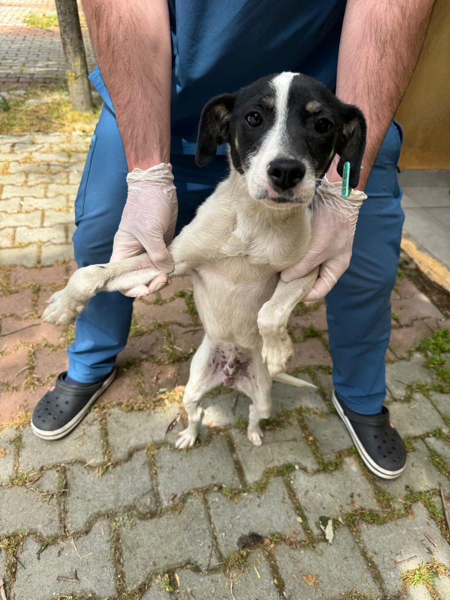 sabah barınakta beni de al diye ortalığı birbirine kattı ancak bende 2 köpek olacak bu hafta alamıyorum
geçici yuva arıyorum
5 kilo kısır
küpesi kendinden büyük
istanbul